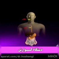 دستگاه گوارش