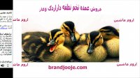 فروش عمده تخم نطفه داراردک وغاز