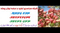 نهال پسته  09121270623 - خرید نهال پسته - فروش نهال پسته - قیمت نهال پسته