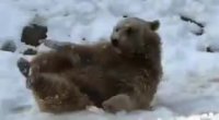 ذوق‌زدگی توله خرس باغ وحش‌ تهران از برف‌بازی