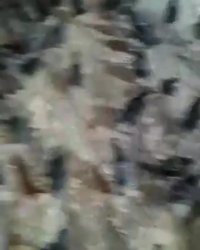 فروش جوجه 45روزه بومی و بلک استار اصل   09131007689