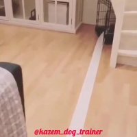 Kazemdogtrainer مربی و رفتارشناس سگ ـ رفع ناهنجاری سگها (پاره کردن اشیا مثل دستمال کاغذی)