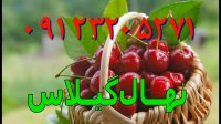 خرید نهال گیلاس09123205271