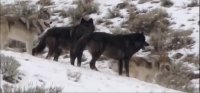 ویدئوی جالب از اتحاد گرگ ها