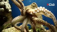 غافلگیر شدن اختاپوس در یک لحظه
