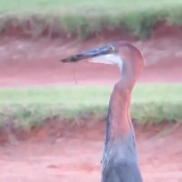 بلعیدن ماهی عظیم الجثه