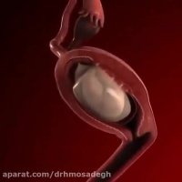 مراحل بارداری رشد و تکامل جنین