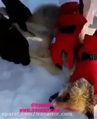 روباهی که سرش درون یک دبه پلاستیکی رها شده در طبیعت گیر کرده