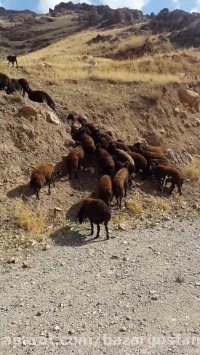 خرید گوسفند زنده