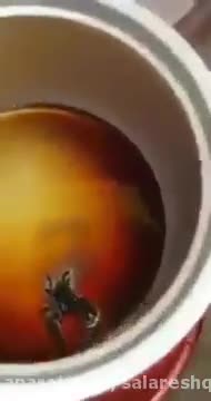 عقرب به مصاف کوکاکولا