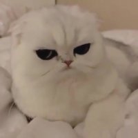 گربه ای با چشمان قورباغه ای!