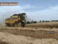 برداشت و خرید تضمینی گندم ، از امروز در سیستان و بلوچستان