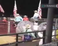 فوتبال با گاو وحشی برای 100 دلار!