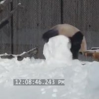 کلیپ خنده دار کوتاه پاندای احمق !