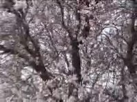 نرم نرمک میرسد اینک بهار