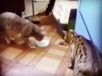 مال خودمه ! چرا بدم تو بوخوری ؟!