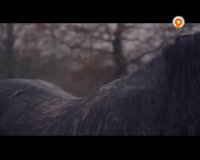 اسب سواری، سوارکاری، HD-الماسی