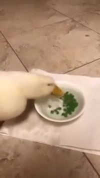 نخودفرنگی خوردن سرعتی