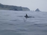 شنای نهنگ با دلفین ها