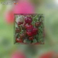 نهالستان زرینه در میاندوآب