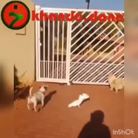 حیوان با مزه