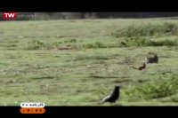 سگال آموزش هزاره سوم