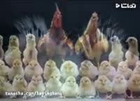 فروش جوجه یکروزه تجارتی فروش تخم مرغ