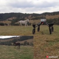 ربات "چوپان"