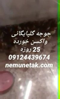 جوجه بیست روزه بومی