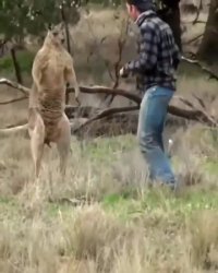 کلیپ طنز بوکس با کانگورو