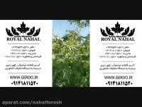 فروش نهال گردو با کیفیت ارزان پیوندی و اصلاح شده ژنوتیپ برتر 09141811520
