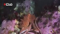 کوسه ای که طعمه اختاپوس شد!