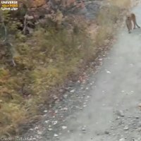 حمله شیر کوهی به یک کوهنورد