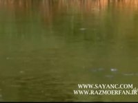 کشاورزی با اسب سپید در مزرعه ای رویایی جنگل و رودخانه