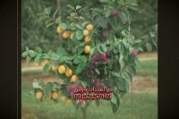 نهال چند نوع میوه- درخت ترکیبی - نهالستان پارس