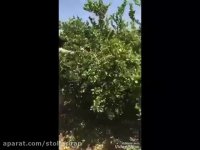 کاربرد کودهای استولر امریکا براساس برنامه کودی