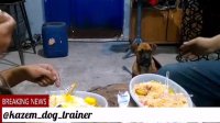 Kazemdogtrainer مربی سگ و رفتارشناس سگها ـ رفع ناهنجاری سگها کنترل هیجات به غذا در سگها
