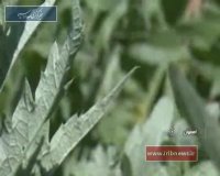 خشکسالی و گیاهان دارویی