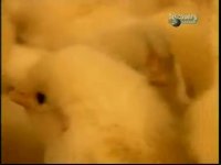 آموزش جوجه کشی