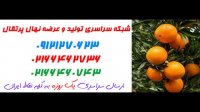 نهال پرتقال  09120460327 – خرید نهال پرتقال – فروش نهال پرتقال – قیمت نهال پرتقال