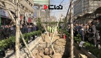 شروع پروژه احیای درختان خیابان ولیعصر (عج) با حضور شهردار تهران