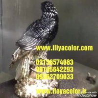 دستگاه آبکاری فانتاکروم 09195642293 قیمت دستگاه فانتاکروم