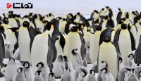 تکنیک جالب پنگوئن ها برای گرم شدن
