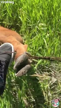 نجات گوزن شمالی گیر افتاده در حصار