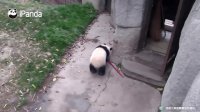【Panda Theme】Boom Boom! Pandas Love Broomsticks Like Bamboos! | iPanda