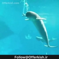 قلیون کشیدن بچه نهنگ