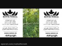 نهال گردو اصلاح شده و دیرگل و زود بازده و پایه کوتاه 09141811520