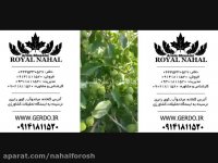 خرید نهال گردو دیر گل و خرید نهال زود بازده 09141811520