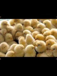 تخم مرغ نطفه دار فروش تخم مرغ خرید تخم مرغ