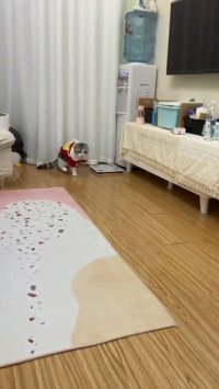 ویدیو خنده دار کوتاه " گربه تقلید کار "